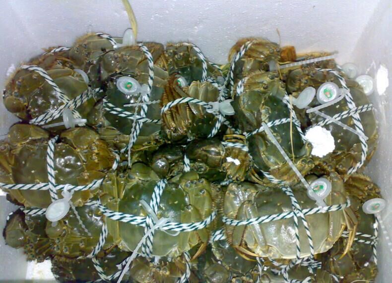 大闸蟹空运-全国当日达